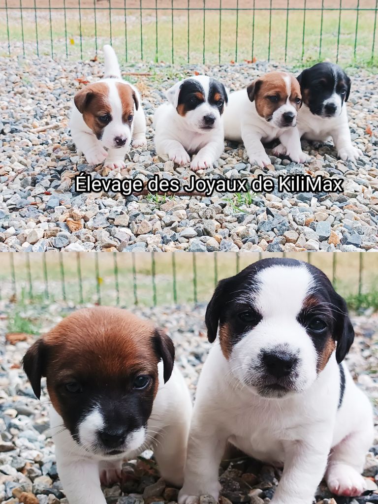 chiot Jack Russell Terrier Des Joyaux De Kilimax